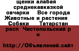 щенки алабая ( среднекавказкой овчарки) - Все города Животные и растения » Собаки   . Татарстан респ.,Чистопольский р-н